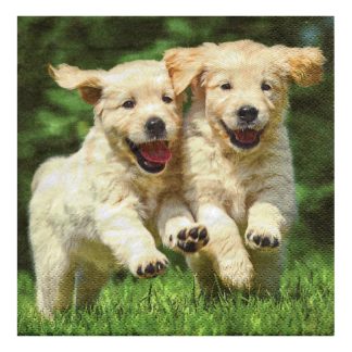 Servilleta Perros 04